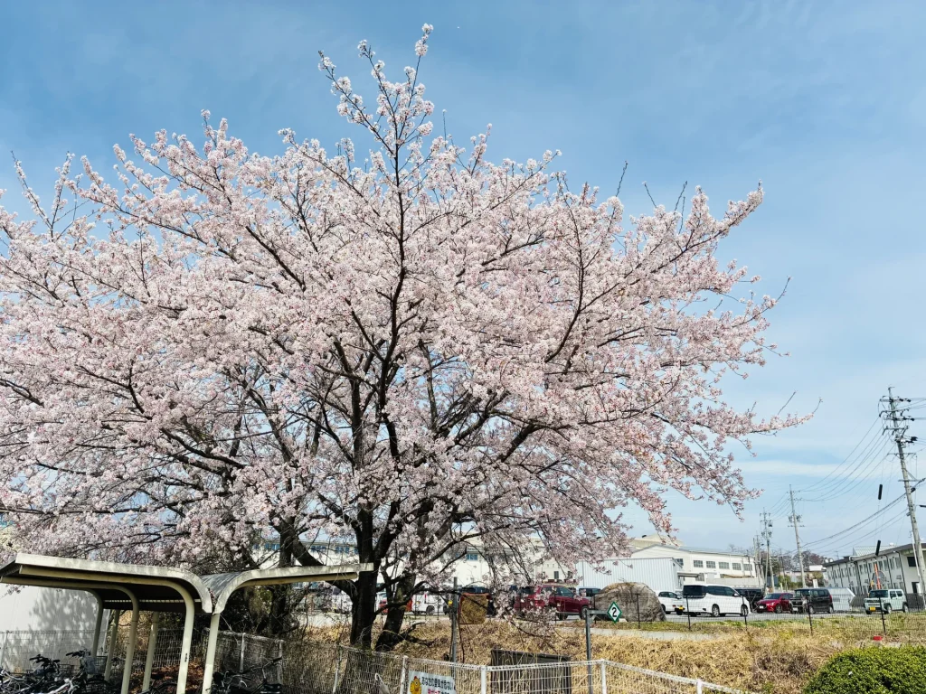 満開の桜の大木が青空の下で咲き誇る春の風景写真。日本の田舎の風景に咲く桜の花が、黒い幹と枝に淡いピンク色の花をつけており、背景には電柱や建物が見える季節の風情ある一枚。