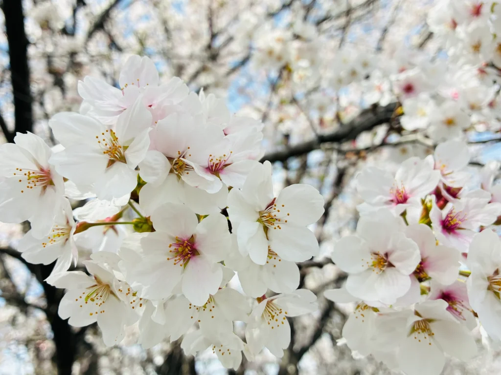 白とピンク色の花びらを持つ桜の満開の花。金色の雄しべが特徴的で、春の季節を象徴する美しい桜の花。背景には青空と黒い枝が見え、典型的な春の風景写真。