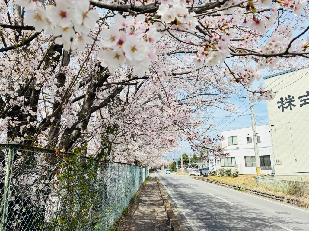 日本の春の風景を捉えた写真で、満開の桜の花が咲き誇る田舎道を撮影しています。フェンスに沿って植えられた桜の木々が白とピンク色の花で覆われており、奥には建物と青空が見えます。桜並木、春の季節感、日本の田園風景が特徴的です。
